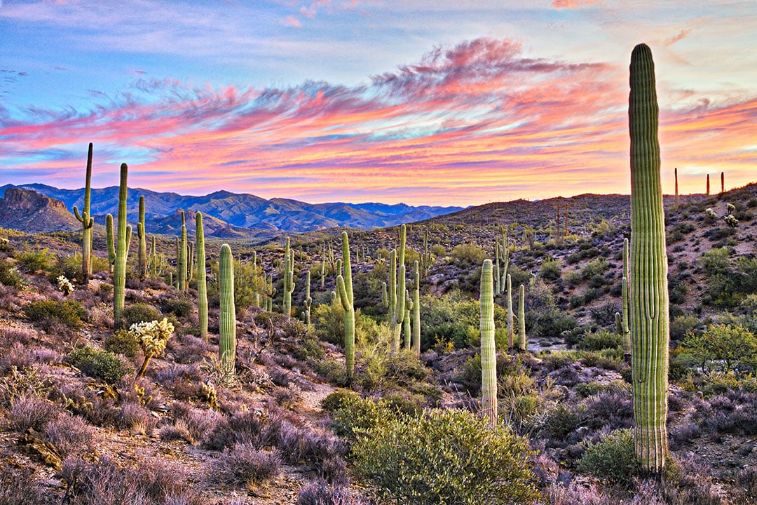 flights from newark nj to phoenix az